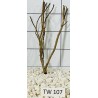 Talawawood 107