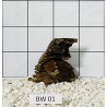Bogwood 01