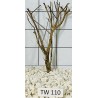 Talawawood 110