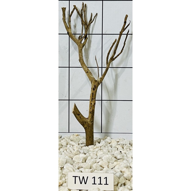 Talawawood 111