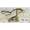 Talawawood 111