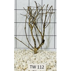 Talawawood 112