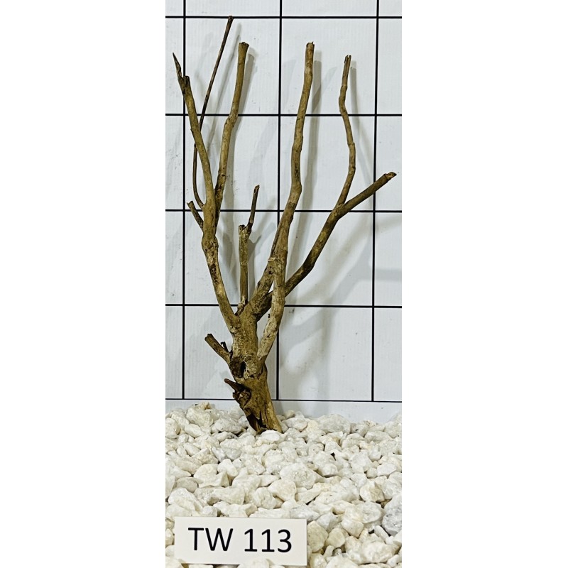Talawawood 113