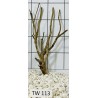 Talawawood 113