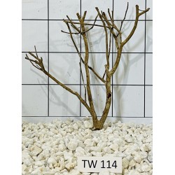 Talawawood 114