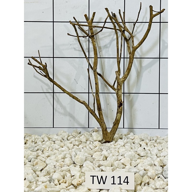 Talawawood 114