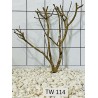Talawawood 114