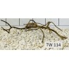 Talawawood 114