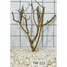 Talawawood 115