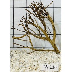 Talawawood 116