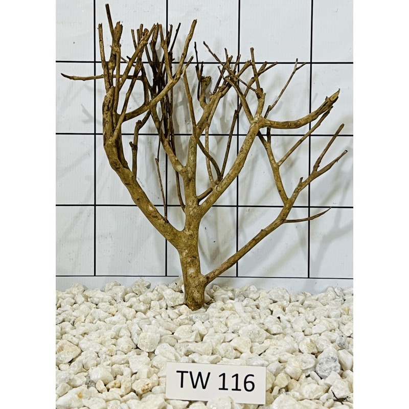 Talawawood 116