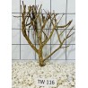 Talawawood 116