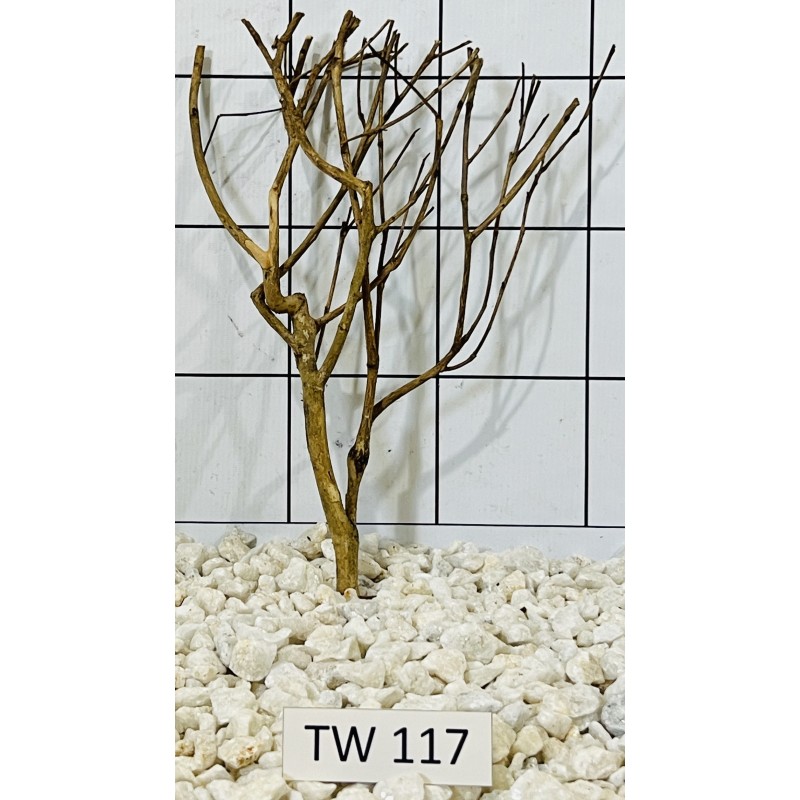 Talawawood 117