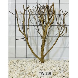 Talawawood 119