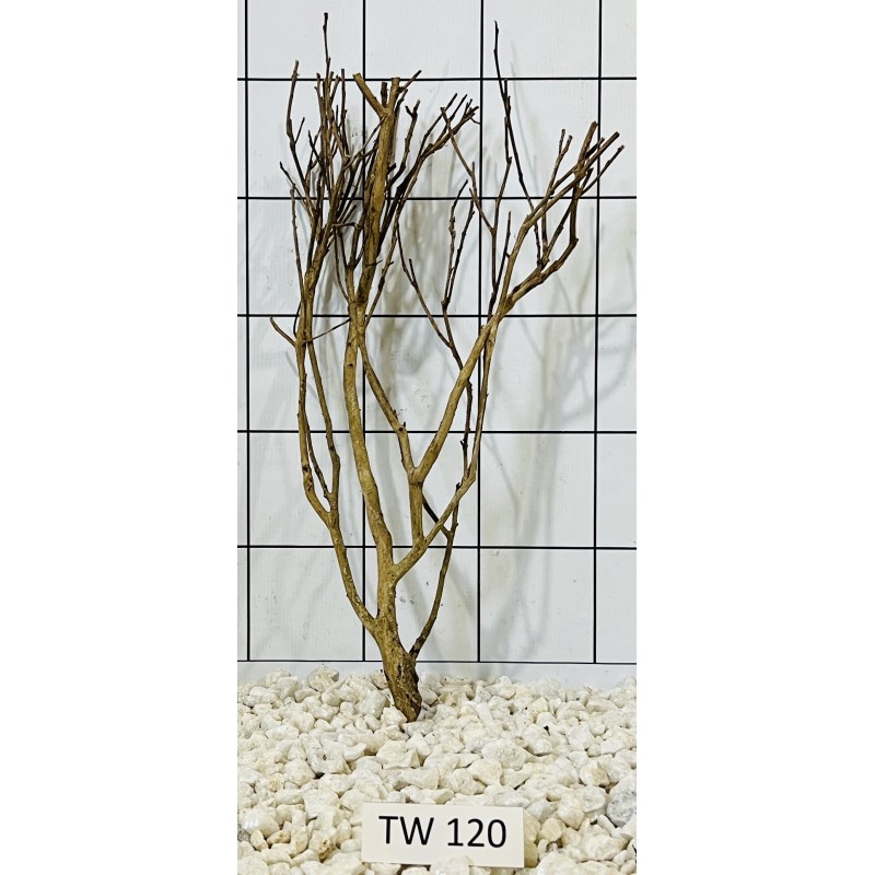 Talawawood 120