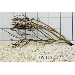 Talawawood 120
