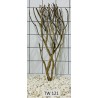 Talawawood 121