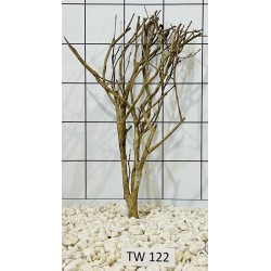 Talawawood 122