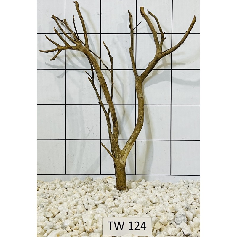 Talawawood 124