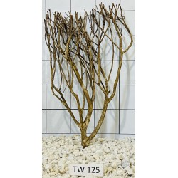 Talawawood 125