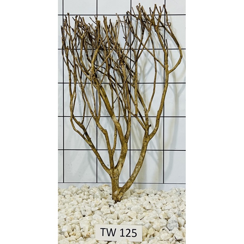 Talawawood 125
