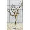 Talawawood 126