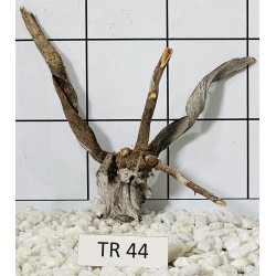 Spiderwood 44