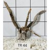 Spiderwood 44