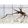 Spiderwood 45
