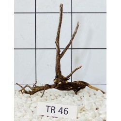 Spiderwood 46
