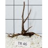 Spiderwood 46