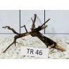 Spiderwood 46