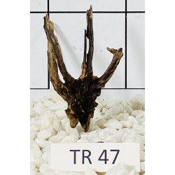 Spiderwood 47