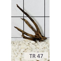 Spiderwood 47