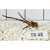 Spiderwood 48