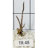Spiderwood 48