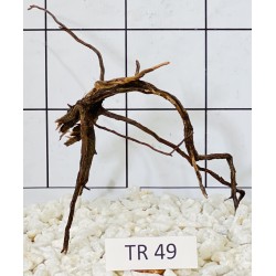 Spiderwood 49