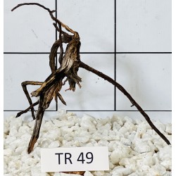 Spiderwood 49