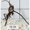 Spiderwood 49