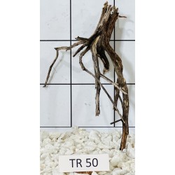 Spiderwood 50