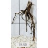 Spiderwood 50