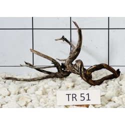 Spiderwood 51
