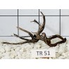 Spiderwood 51