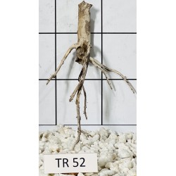 Spiderwood 52