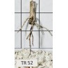 Spiderwood 52