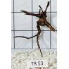 Spiderwood 53