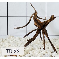 Spiderwood 53