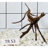 Spiderwood 53