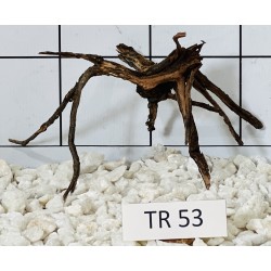 Spiderwood 53
