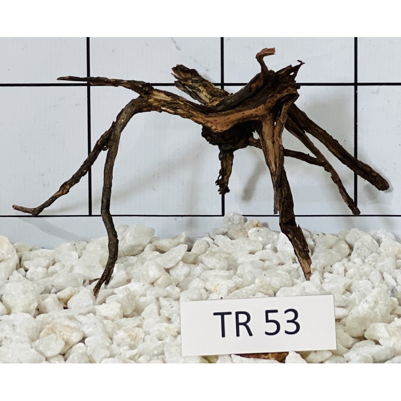 Spiderwood 53